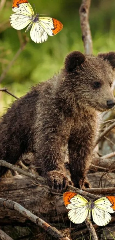 Bear cub with butterflies in nature.