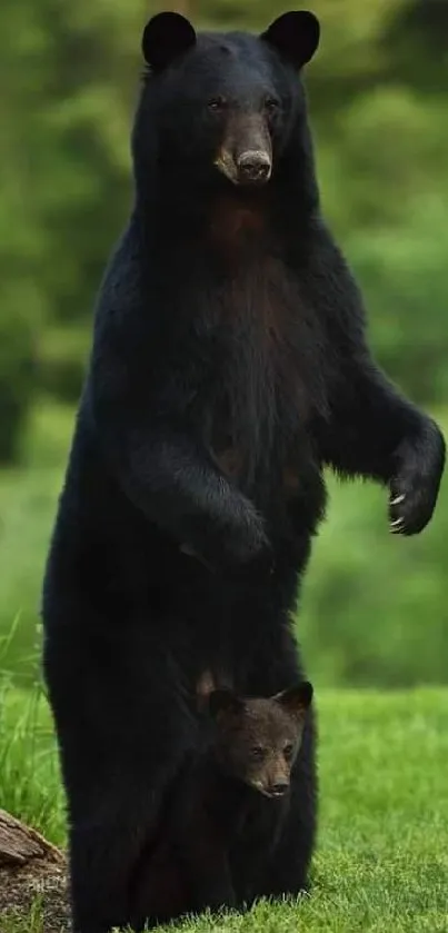 Majestic black bear duo in a lush green forest setting, perfect for nature-themed screens.