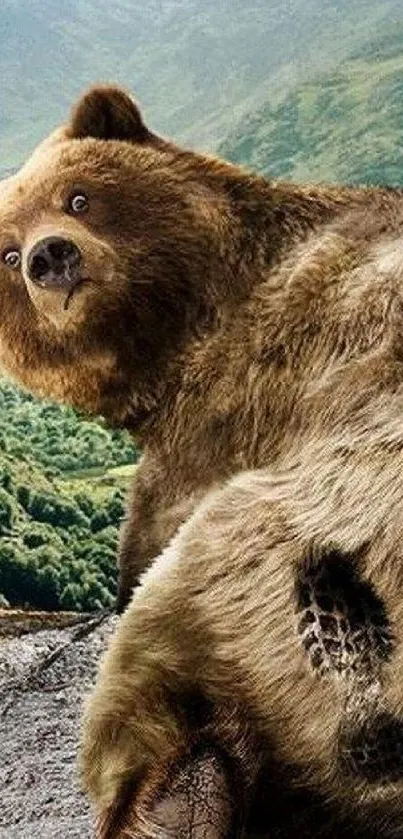 Brown bear sitting on rocks with green mountains in the background.