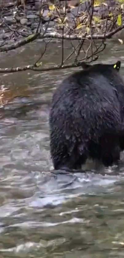 Bear walking through a tranquil stream in a forested area.