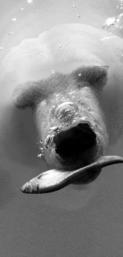 Underwater bear catches a fish in black and white.