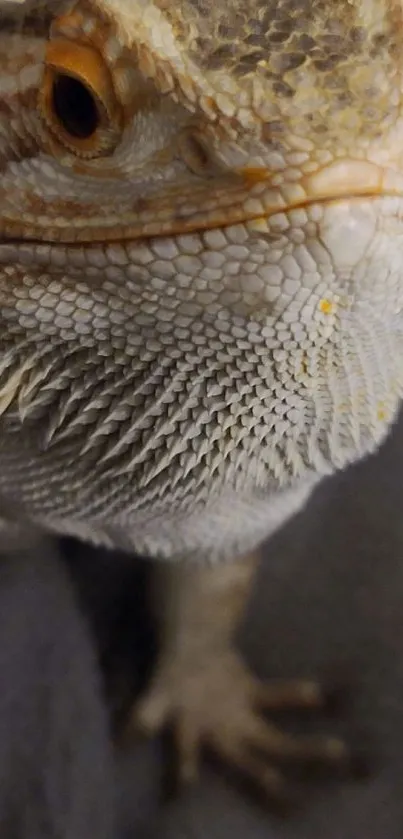 Close-up of a bearded dragon's face, showcasing its textured scales.