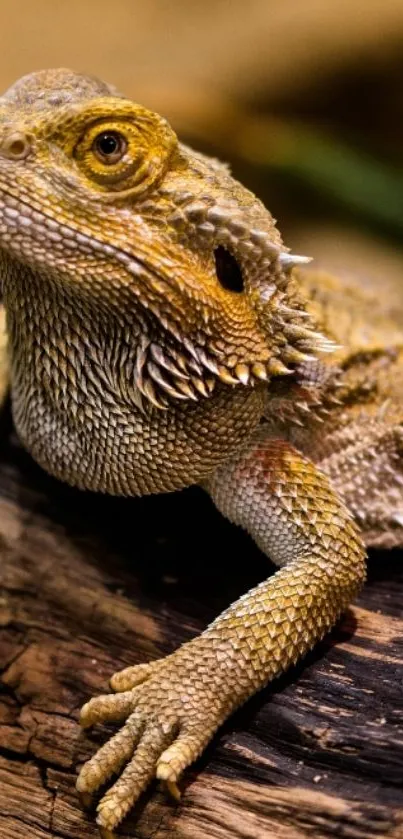 Bearded dragon on wood with cool emoji, vibrant and detailed.