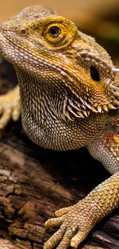 Bearded dragon lizard on a wooden log.