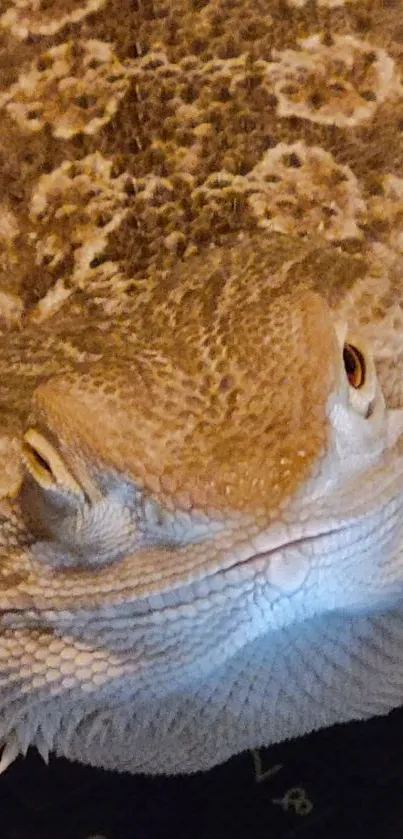 Bearded dragon rests on a keyboard showing detailed scales.