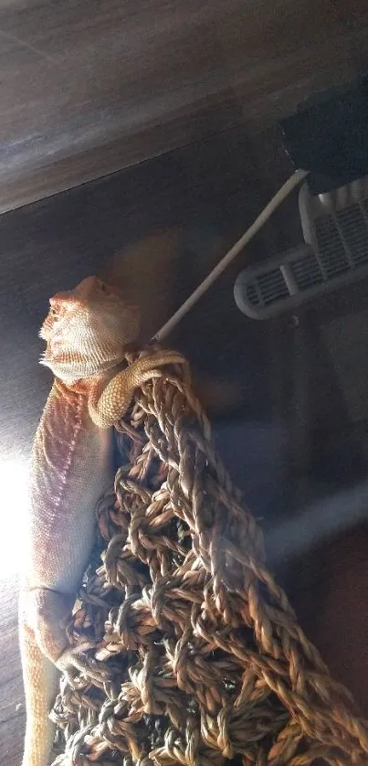 Bearded dragon basking on rope in natural light.