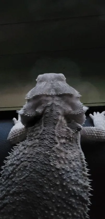 A bearded dragon in silhouette against a dark, textured background.