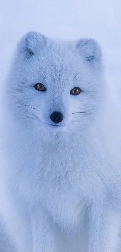 Serene arctic fox with sky blue background wallpaper.