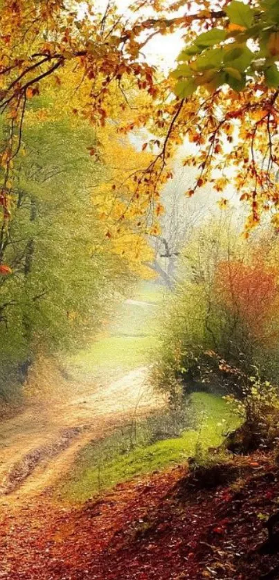 Vibrant autumn leaves over a serene forest pathway.