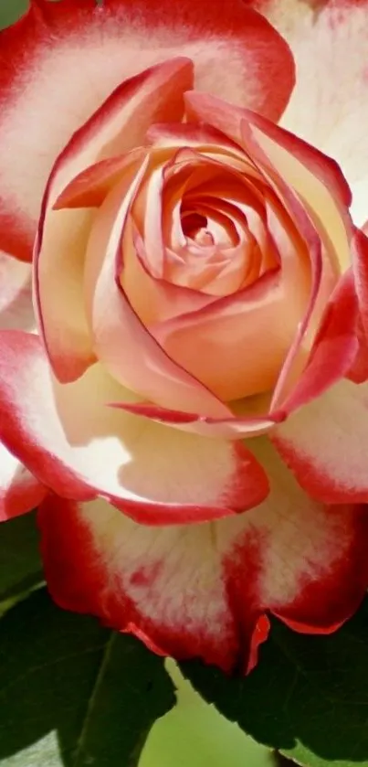 Bicolor red and white rose with green leaves.