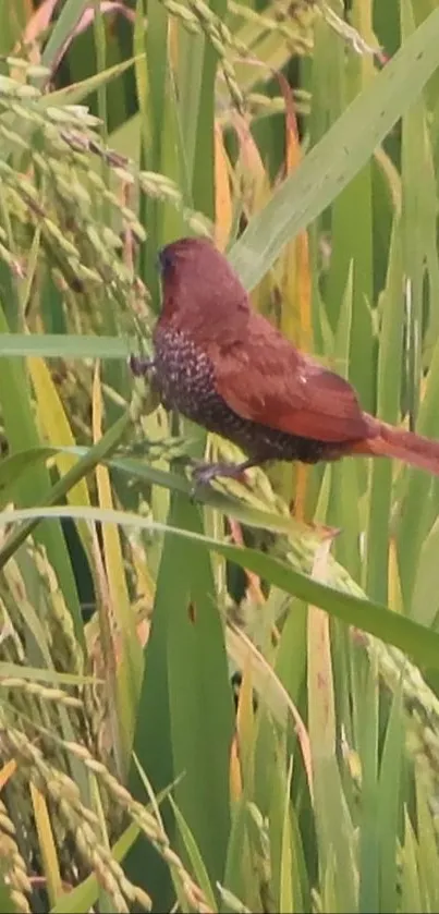 Small brown bird perched on lush green rice field.