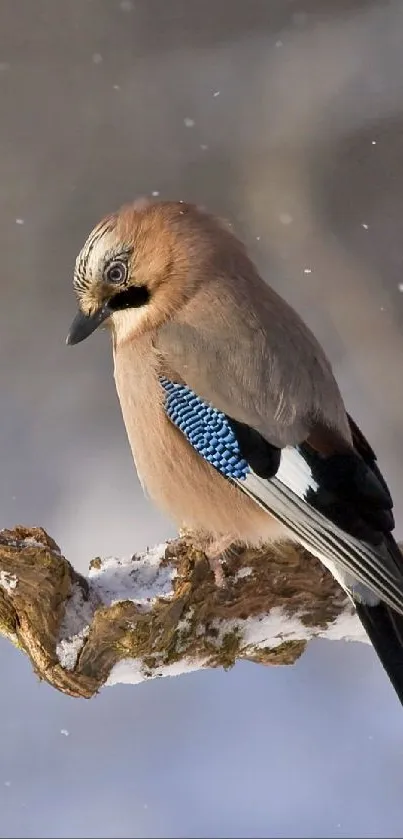 Bird perched on a snowy branch, winter scene.