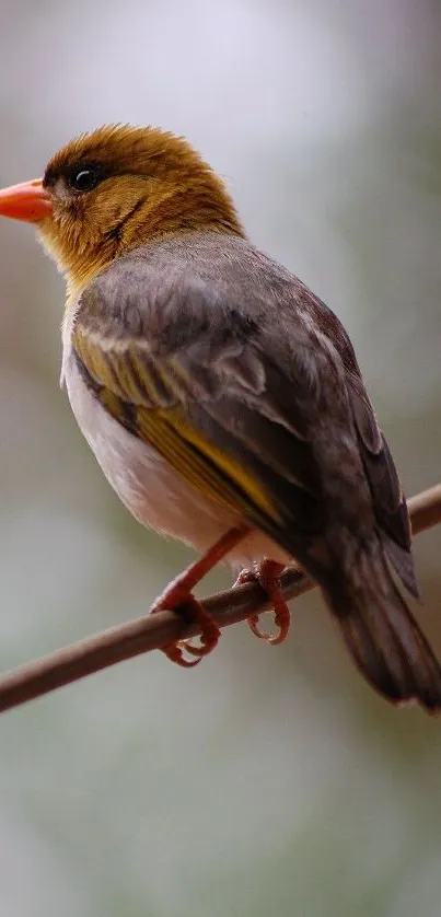 A beautiful bird perched on a branch with a blurred natural background.