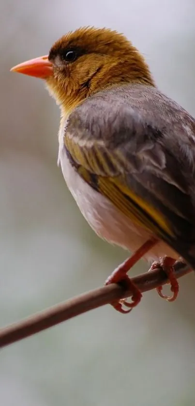 A beautiful bird perched on a branch with a blurred background.