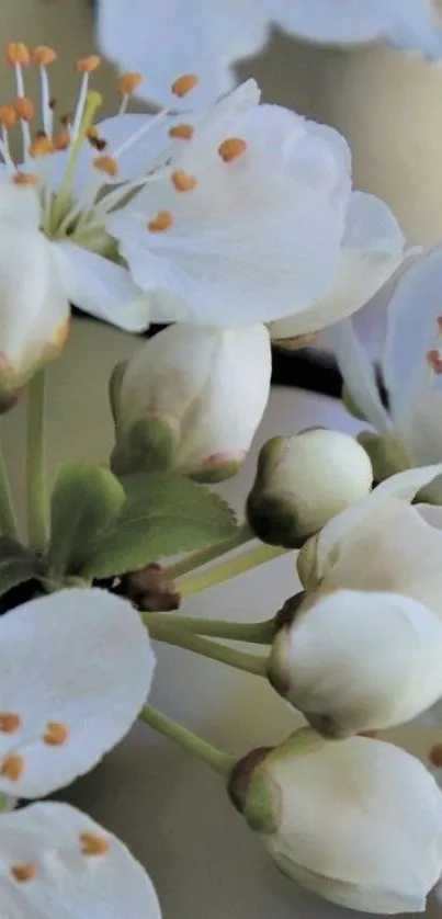 White and delicate spring blossoms on a mobile wallpaper.