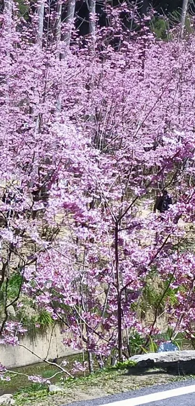 Pink cherry blossoms lining a tranquil road.