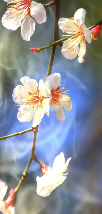 Delicate blossoms with a blue background on a mobile wallpaper.