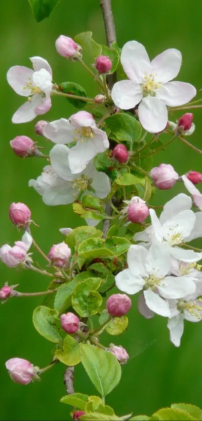 White and pink blossoms on a green background wallpaper.