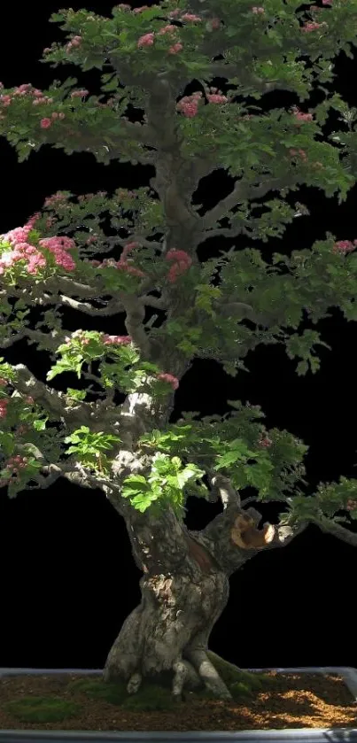 Serene bonsai tree with pink flowers on a dark background, perfect for mobile wallpaper.