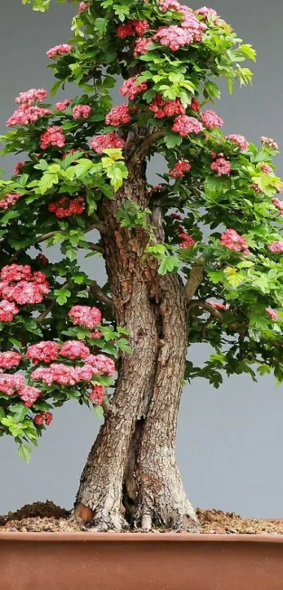 Bonsai tree with pink flowers and brown pot.