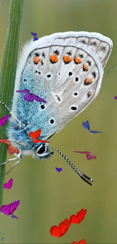 Blue butterfly with orange spots on a green stem, against a blurred background.