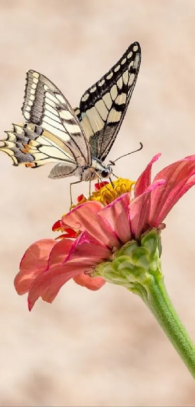 A butterfly perched on a vibrant pink flower blossom.