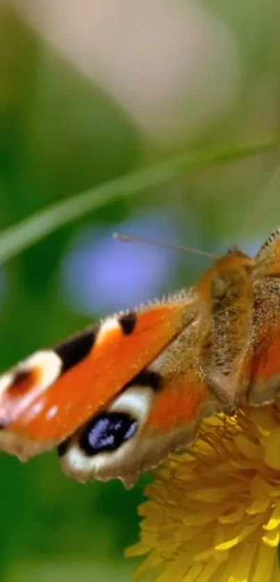 Vibrant butterfly perched on yellow flower with green background.