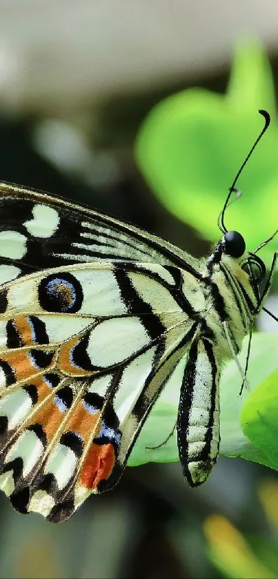 Beautiful butterfly on green leaf, vibrant nature photography.