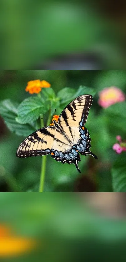 Beautiful butterfly perched on a flower with green background.