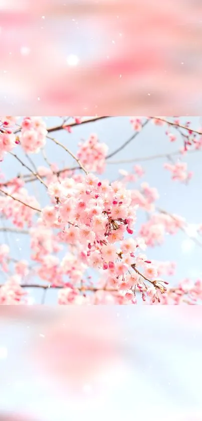 Cherry blossoms and branches with a soft pink and blue background.