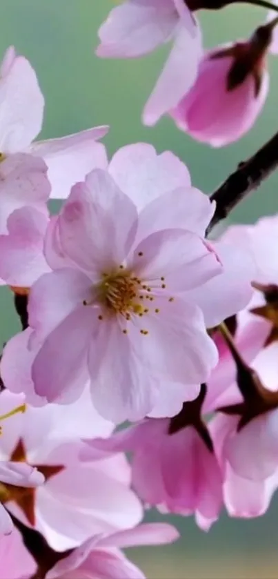 Cherry blossom mobile wallpaper featuring pink flowers on branches.