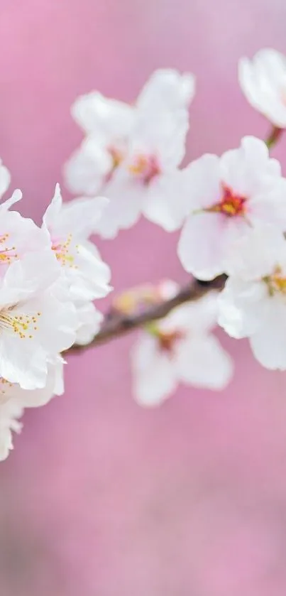 Cherry blossom branch with soft pink flowers.