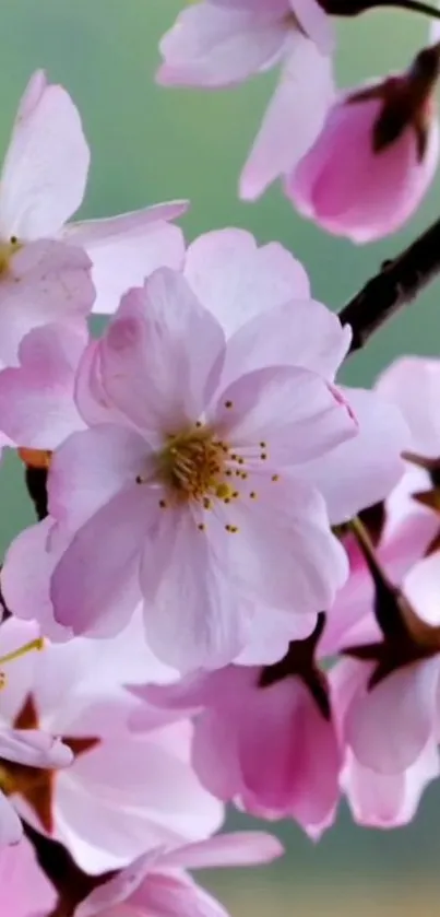 Pink cherry blossom flowers on tree branches.