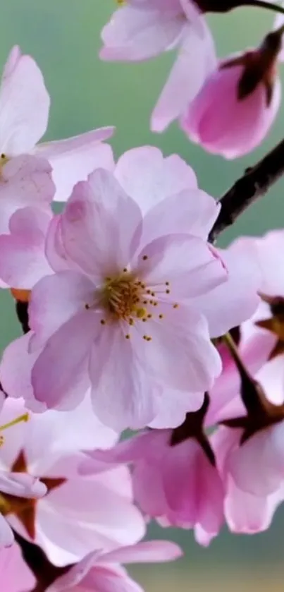 Cherry blossom mobile wallpaper with pink flowers.