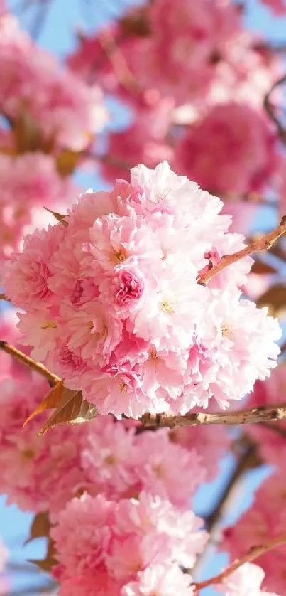 Cherry blossoms with blue sky background, perfect for spring wallpaper.