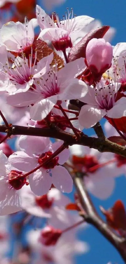 Cherry blossom flowers on bright blue sky background, perfect for mobile wallpaper.