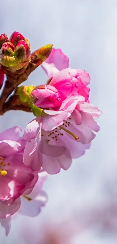 Pink cherry blossoms in full bloom on a mobile wallpaper.