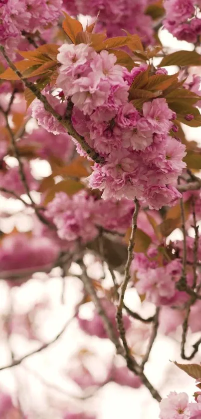 Cherry blossom branches with pink flowers and green leaves.