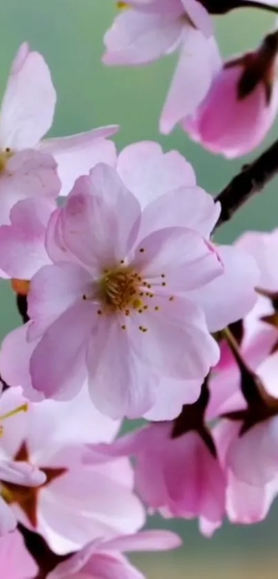 Cherry blossom flowers with a pink hue on a branch against a soft background.