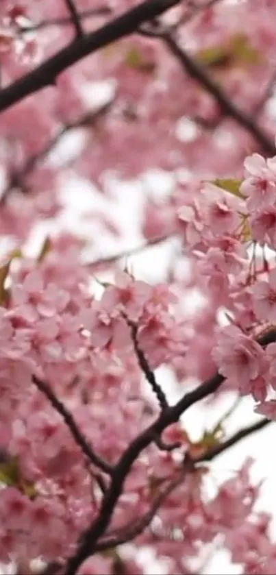 Cherry blossom branches with pink flowers in bloom.