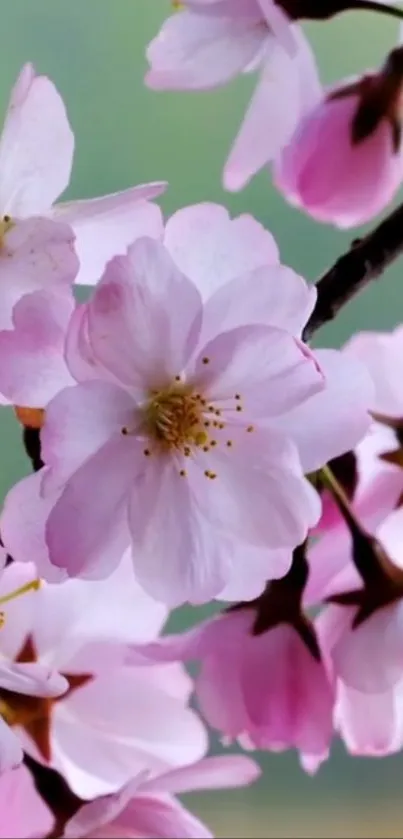 Cherry blossom flowers with pink petals in a serene mobile wallpaper.