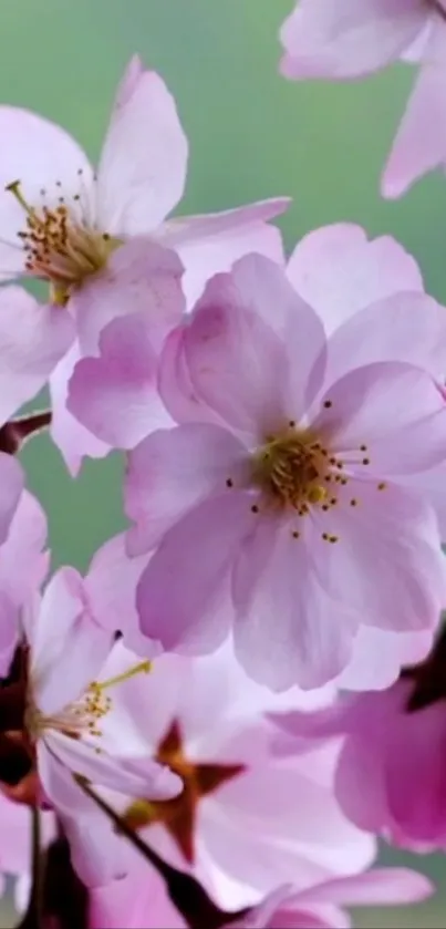 Cherry blossom with delicate pink petals on a serene green backdrop.