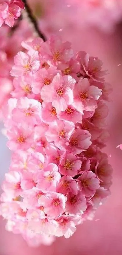 Cherry blossom wallpaper with vibrant pink flowers.