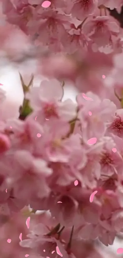 Cherry blossom wallpaper with pink flowers in full bloom.