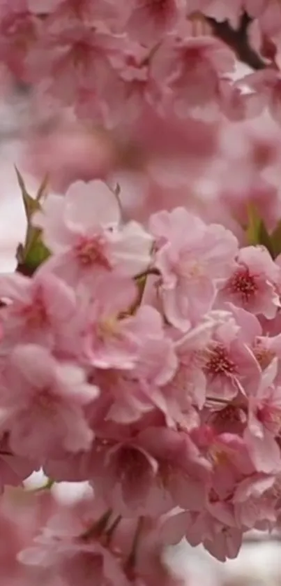 Pink cherry blossom flowers in full bloom wallpaper.