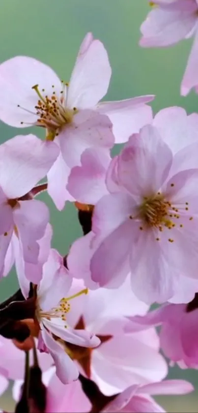 Cherry blossom wallpaper with pink flowers in bloom.