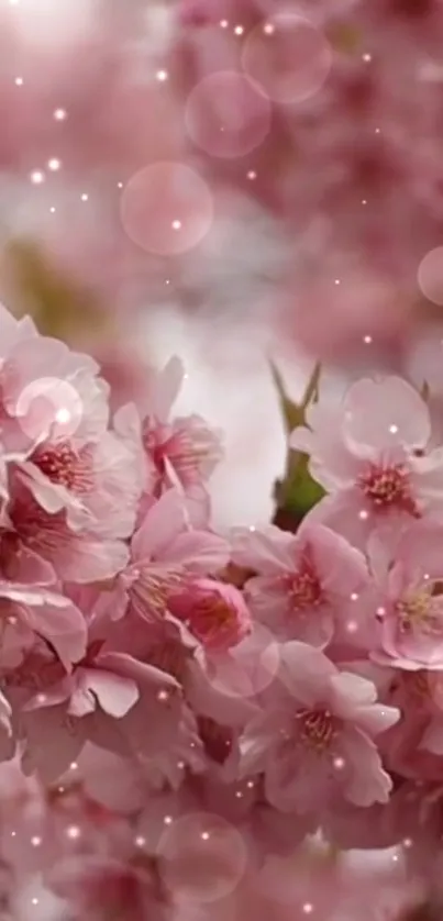 Cherry blossom mobile wallpaper with pink flowers and dreamy bokeh lights.