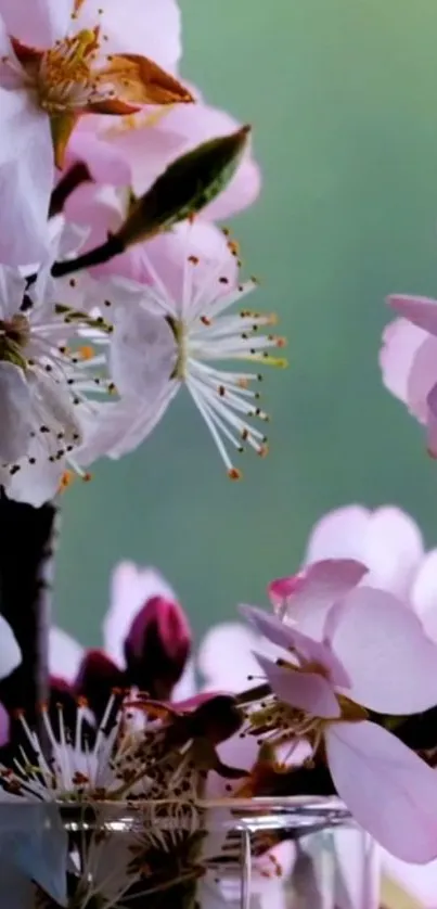 Cherry blossoms on a green background, creating serene mobile wallpaper.