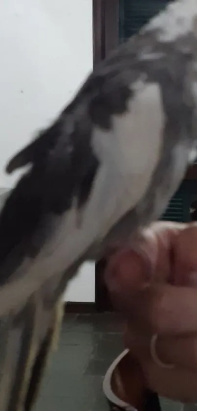 Close-up of a Cockatiel with detailed plumage, perched gracefully.