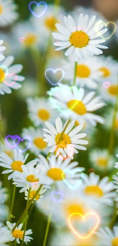 Close-up of daisies with white petals and yellow centers in a lush green field.